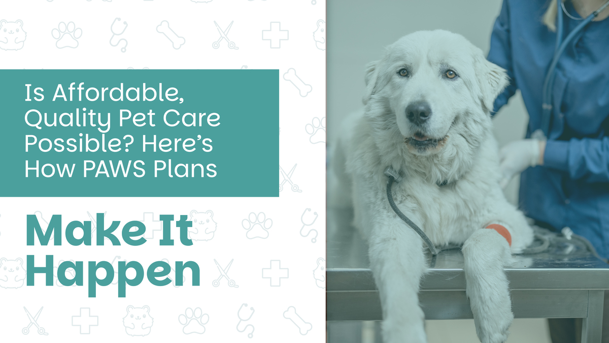 Is Affordable, Quality Pet Care Possible? Here’s How PAWS Plans Make It Happen